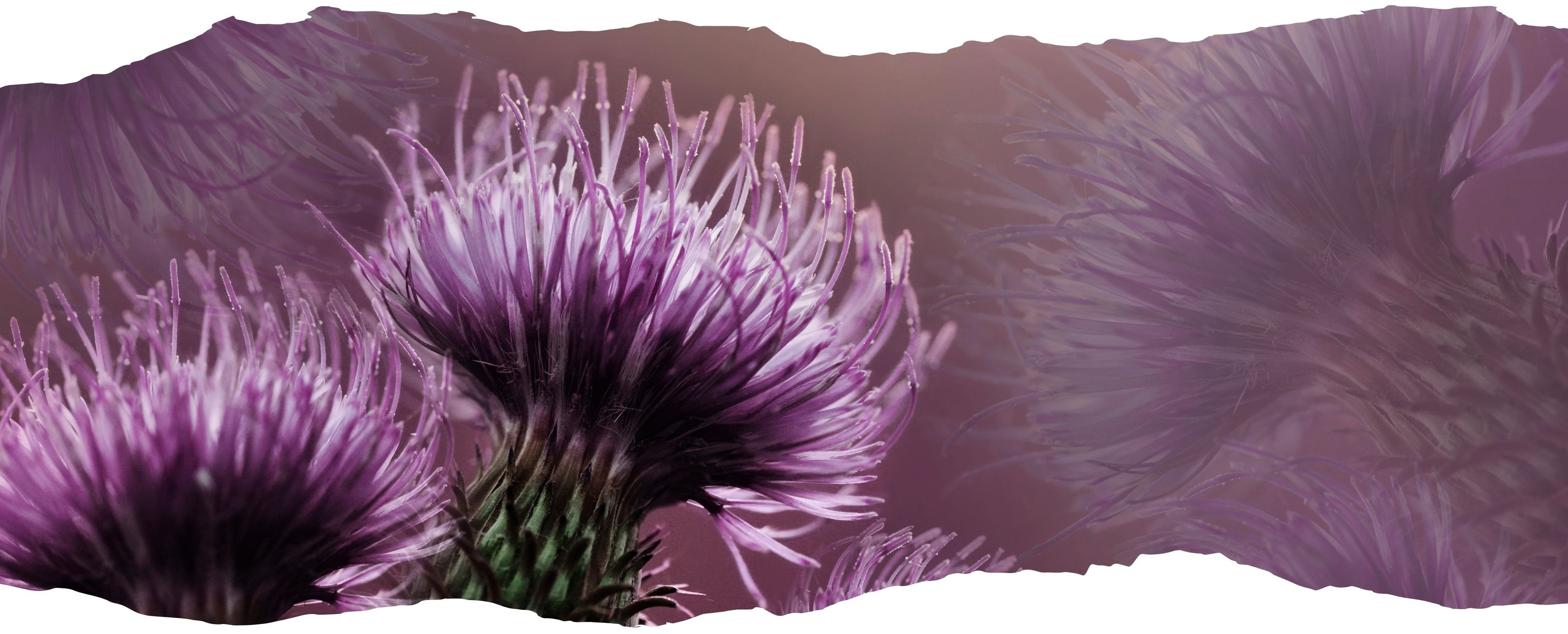 Welcome to The Thistle Journal – A Peek Behind the Cottage Door